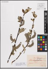 Foto von Salix caprea L.